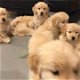 mooie Golden Ritrievers pups klaar voor een nieuw huis - 0 - Thumbnail