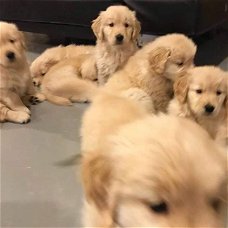 mooie Golden Ritrievers pups klaar voor een nieuw huis