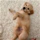 mooie Golden Ritrievers pups klaar voor een nieuw huis - 1 - Thumbnail