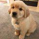 mooie Golden Ritrievers pups klaar voor een nieuw huis - 1 - Thumbnail