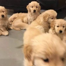 mooie Golden Ritrievers pups klaar voor een nieuw huis
