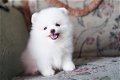 Puppies available for sale - 0 - Thumbnail