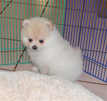 Puppies available for sale - 1