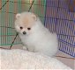 Puppies available for sale - 1 - Thumbnail