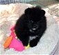 Adorable puppies available for sale - 1 - Thumbnail