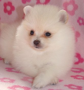 Pomeranian puppies available - 0