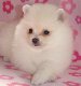 Pomeranian puppies available - 0 - Thumbnail