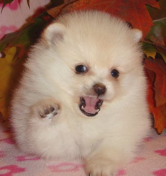 Pomeranian puppies available - 1