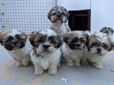 Schattige Shih Tzu-puppy's te koop - 0