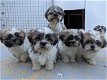 Schattige Shih Tzu-puppy's te koop - 0 - Thumbnail