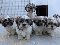 Schattige Shih Tzu-puppy's te koop