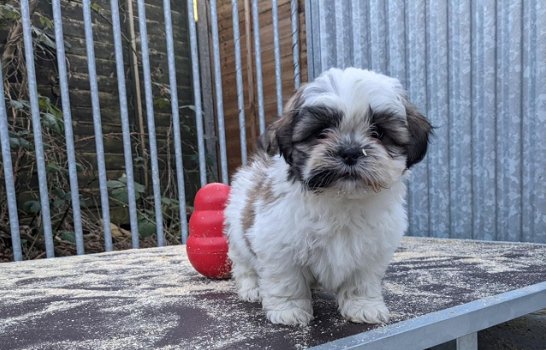 Schattige Shih Tzu-puppy's te koop - 1