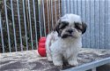 Schattige Shih Tzu-puppy's te koop - 1 - Thumbnail