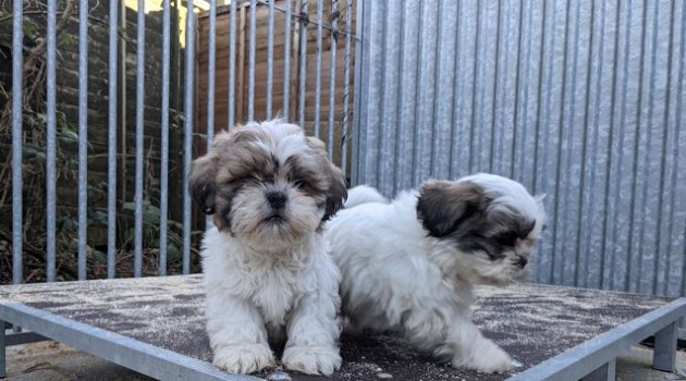 Schattige Shih Tzu-puppy's te koop - 2