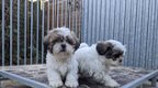 Schattige Shih Tzu-puppy's te koop - 2 - Thumbnail