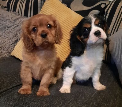 Cavalier King Charles-puppy's klaar - 0