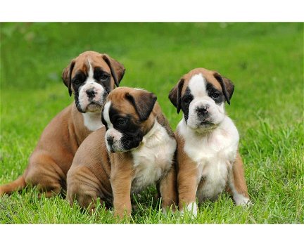 Boxer Puppies te koop - 0