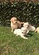 Golden Retriever-puppy's klaar - 1 - Thumbnail