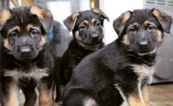 Duitse herder pups te koop - 1