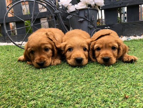 Schattige Cocker Spaniel pups te koop - 1