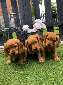 Schattige Cocker Spaniel pups te koop - 2