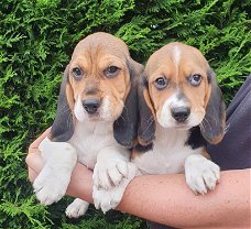 Mooie Beagle-puppy's te koop