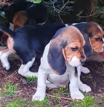 Mooie Beagle-puppy's te koop - 1