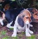 Mooie Beagle-puppy's te koop - 1 - Thumbnail