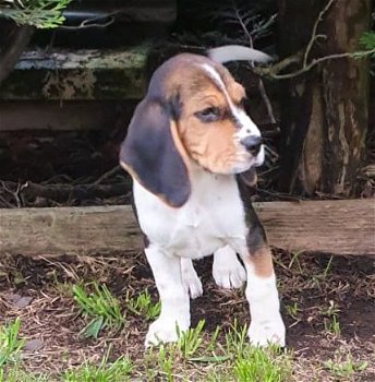 Mooie Beagle-puppy's te koop - 2