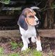 Mooie Beagle-puppy's te koop - 2 - Thumbnail