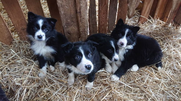 Border collie pups - 0