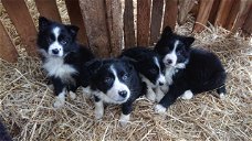 Border collie pups