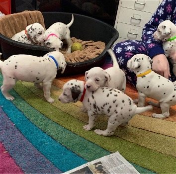 Dalmatische puppy's te koop - 0