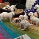 Dalmatische puppy's te koop - 0 - Thumbnail
