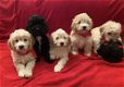 Schattige Cockapoo-puppy's - 0 - Thumbnail