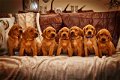 Labrador retriever pups te koop - 0 - Thumbnail