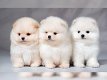 Mini Pommeren puppy's te koop - 0 - Thumbnail