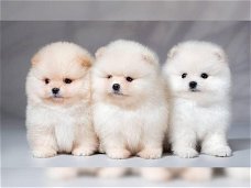 Mini Pommeren puppy's te koop