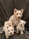 West Highland Terrier-puppy's te koop - 0 - Thumbnail