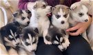 Siberische Husky-puppy's te koop - 0 - Thumbnail