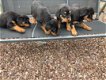 Rottweiler-puppy's te koop - 1 - Thumbnail