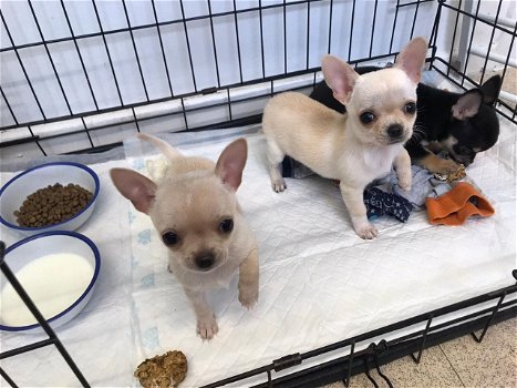 Chihuahua-puppy's te koop - 0