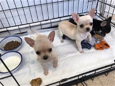 Chihuahua-puppy's te koop