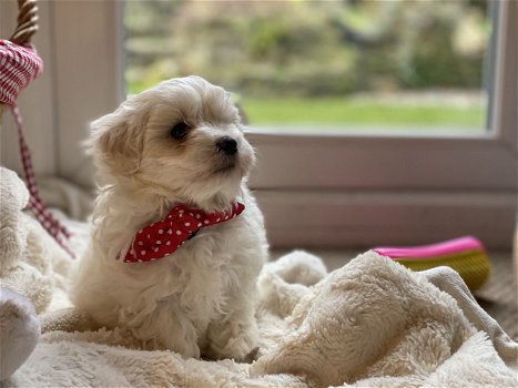 Mooie Maltipoo-puppy's beschikbaar - 0