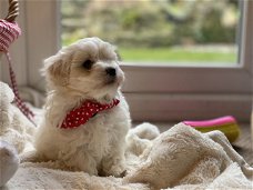 Mooie Maltipoo-puppy's beschikbaar