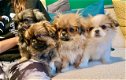Pekingese puppy's te koop - 0 - Thumbnail