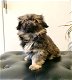 Pekingese puppy's te koop - 1 - Thumbnail