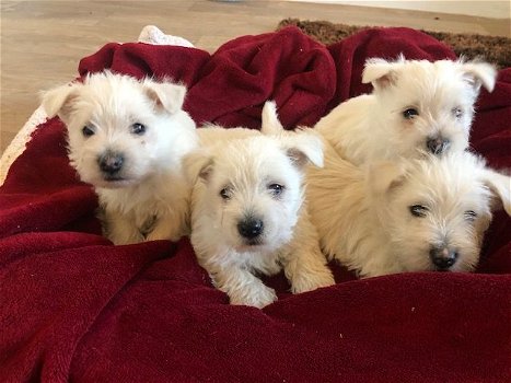 West Highland Terrier-puppy's te koop - 0