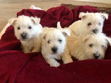 West Highland Terrier-puppy's te koop