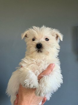 West Highland Terrier-puppy's te koop - 1